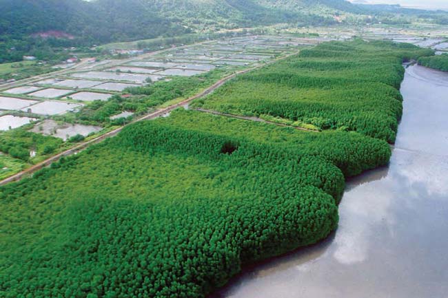 khung-kraben-mangrove-forest-learning-tourism.jpg