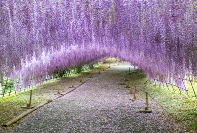 THE COLORS OF JAPANESE FLOWERS - WISTERIA วิสทีเรีย