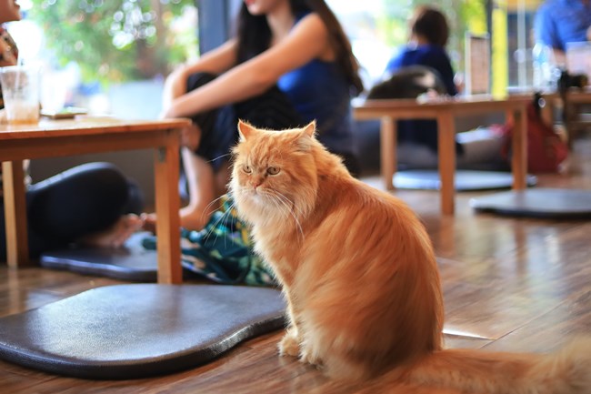 เทรนด์ธุรกิจ Pet Friendly