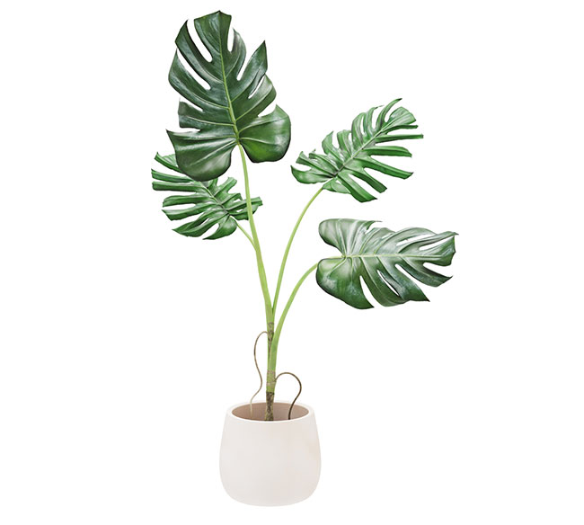 มอนสเตอร่า MONSTERA