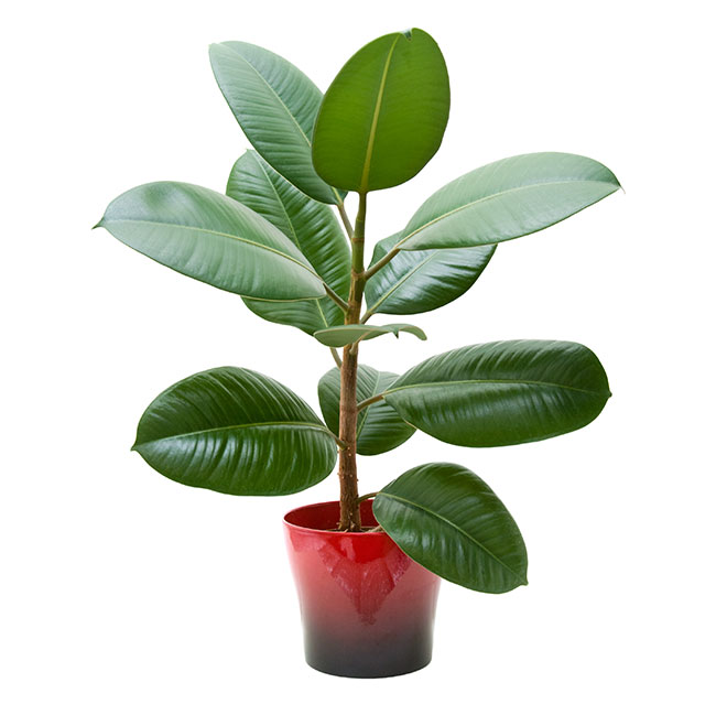 ยางอินเดีย RUBBER PLANT, INDIA RUBBER FIG