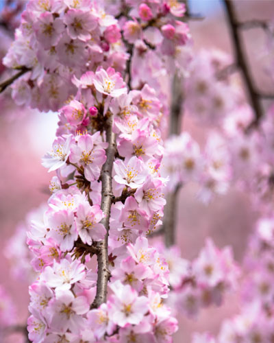 THE COLORS OF JAPANESE FLOWERS - SAKURA (JAPANESE CHERRY BLOSSOM) ดอกซากุระ