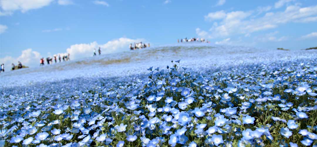 THE COLORS OF JAPANESE FLOWERS - NEMOPHILA เนโมฟีลา
