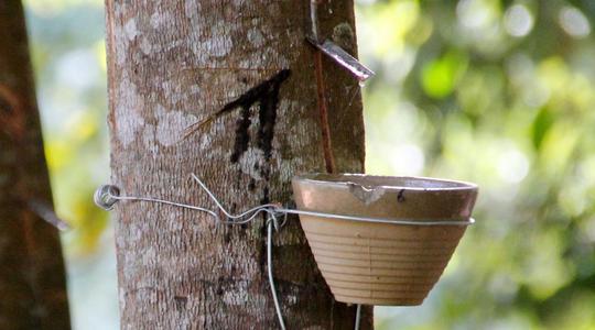 Industry Outlook 2022-2024: Natural Rubber 