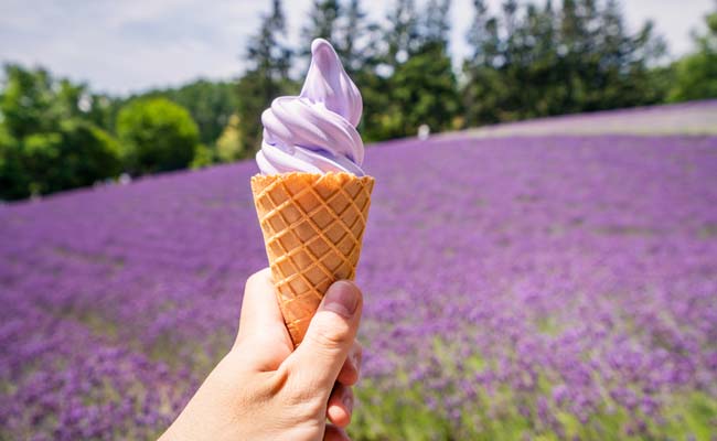 THE COLORS OF JAPANESE FLOWERS - LAVENDER ลาเวนเดอร์