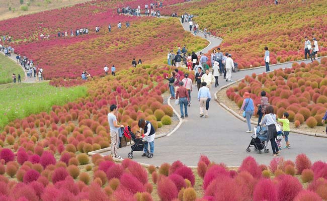 THE COLORS OF JAPANESE FLOWERS - COSMOS & KOCHIA คอสมอส และโคเชีย