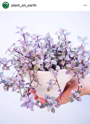 plant_on_earth