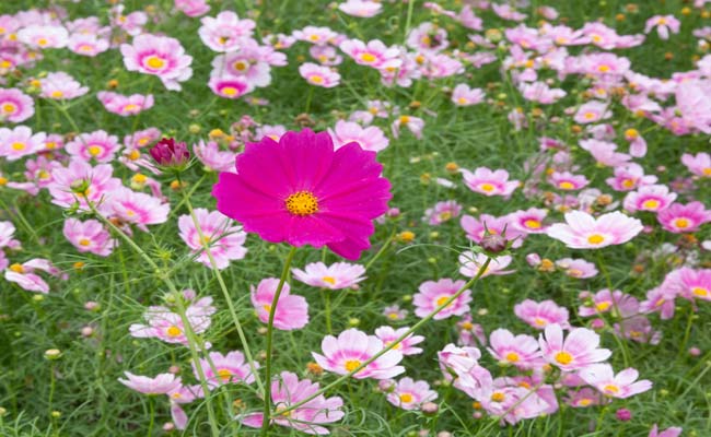 THE COLORS OF JAPANESE FLOWERS - COSMOS & KOCHIA คอสมอส และโคเชีย