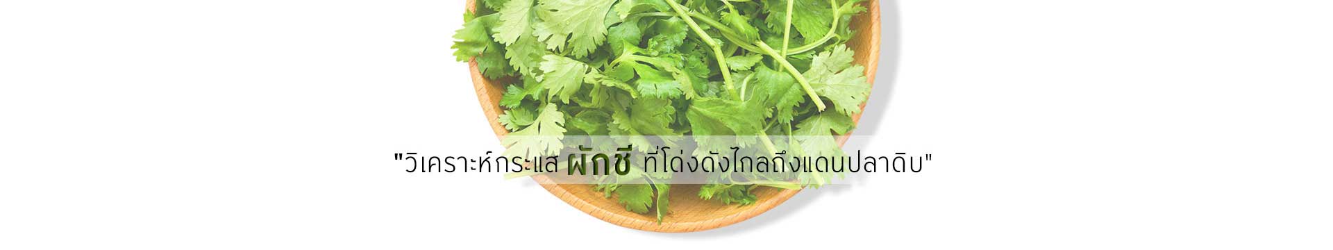 การตลาดแบบผักชี... ทำไมคนญี่ปุ่นถึงจู่ ๆ ฮิตกินผักชี?