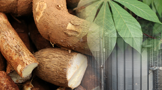 Industry Outlook 2022-2024 : Cassava Industry