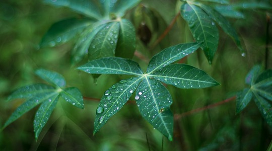 Industry Outlook 2023-2025 : Cassava Industry