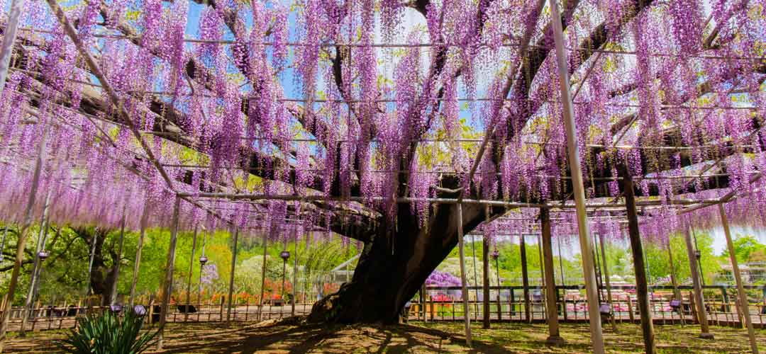 THE COLORS OF JAPANESE FLOWERS - WISTERIA วิสทีเรีย