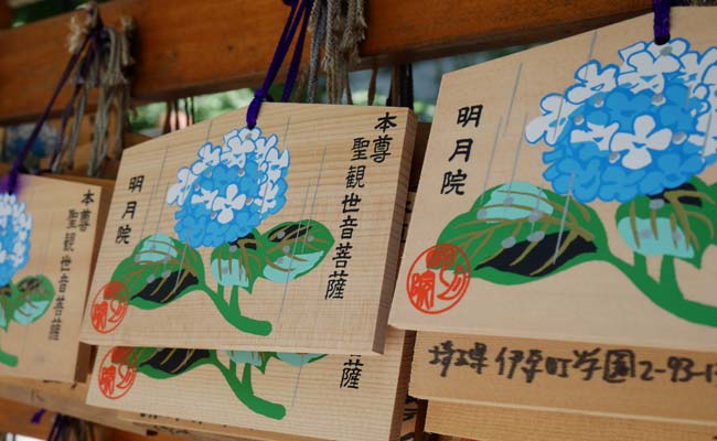 THE COLORS OF JAPANESE FLOWERS - HYDRANGEA ไฮเดรนเยีย