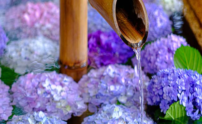 THE COLORS OF JAPANESE FLOWERS - HYDRANGEA ไฮเดรนเยีย