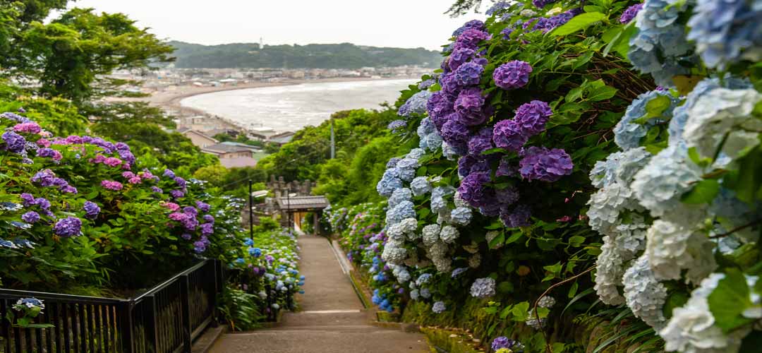 THE COLORS OF JAPANESE FLOWERS - HYDRANGEA ไฮเดรนเยีย