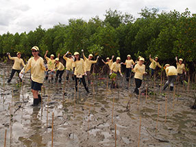 mangrove reforestation activity