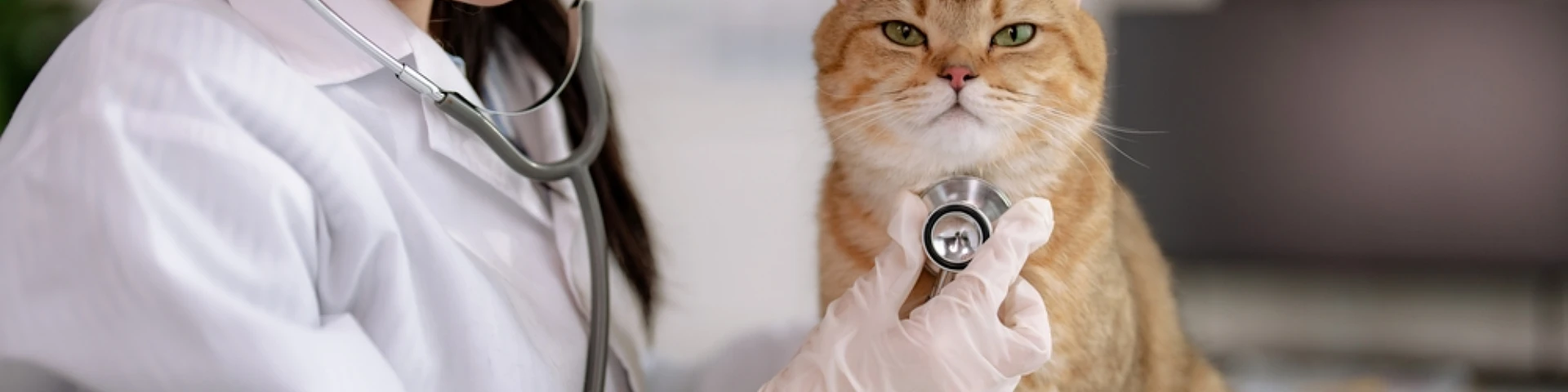 สัตวแพทย์ที่เปิดคลินิกเองต้องเตรียมตัวอย่างเป็นระบบ