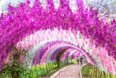 THE COLORS OF JAPANESE FLOWERS - WISTERIA วิสทีเรีย