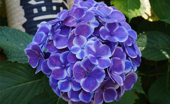 THE COLORS OF JAPANESE FLOWERS - HYDRANGEA ไฮเดรนเยีย