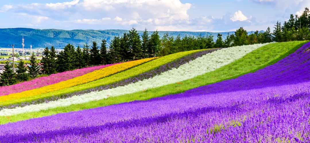 THE COLORS OF JAPANESE FLOWERS - LAVENDER ลาเวนเดอร์