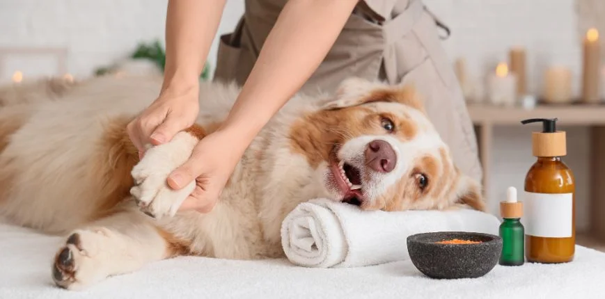 ธุรกิจสัตว์เลี้ยงครบวงจร