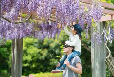 THE COLORS OF JAPANESE FLOWERS - WISTERIA วิสทีเรีย