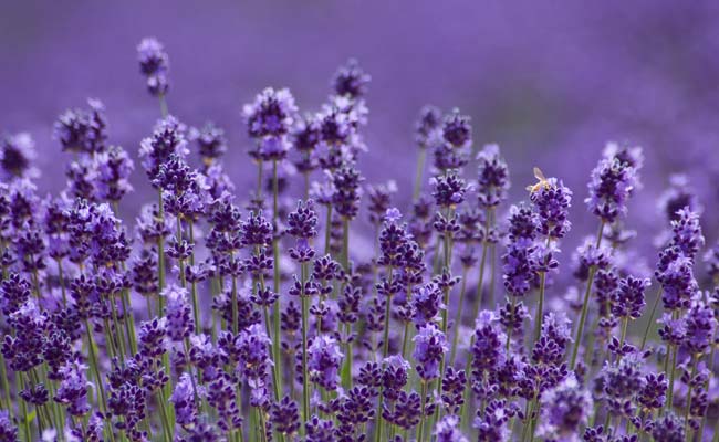 THE COLORS OF JAPANESE FLOWERS - LAVENDER ลาเวนเดอร์