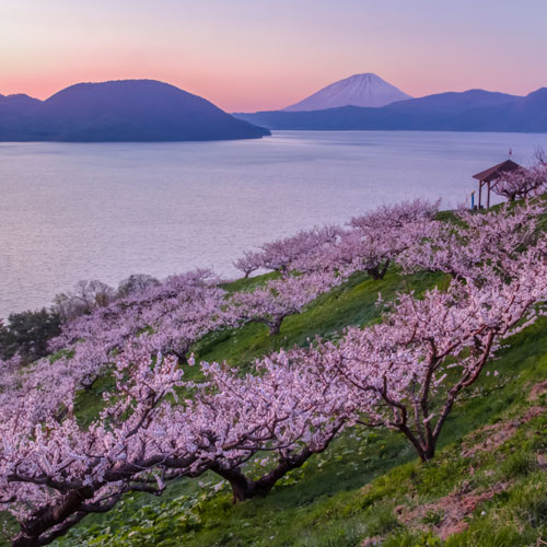 THE COLORS OF JAPANESE FLOWERS - PLUM BLOSSOM ดอกบ๊วย