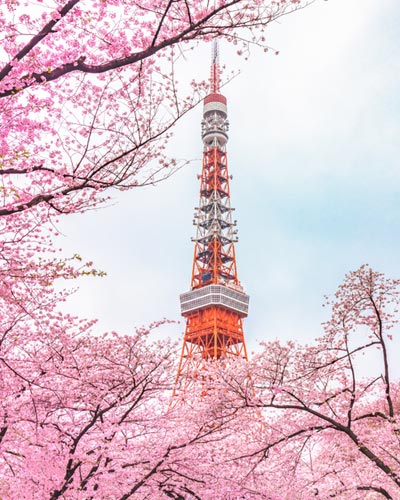 THE COLORS OF JAPANESE FLOWERS - SAKURA (JAPANESE CHERRY BLOSSOM) ดอกซากุระ