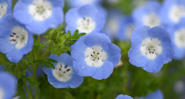 THE COLORS OF JAPANESE FLOWERS - NEMOPHILA เนโมฟีลา