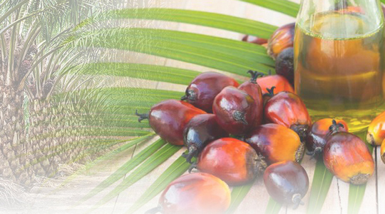 Industry Outlook 2020-2022 : Palm Oil Industry