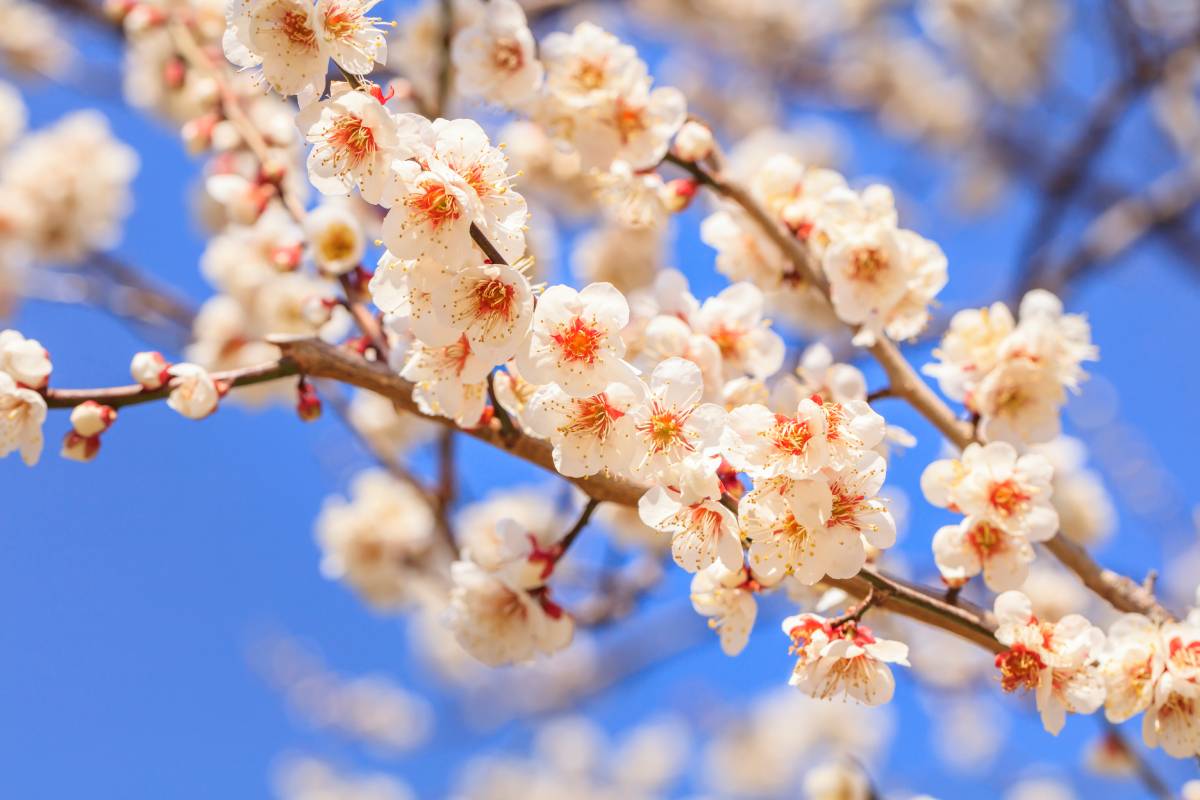 THE COLORS OF JAPANESE FLOWERS