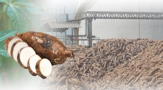 Industry Outlook 2020-2022 : Cassava Industry