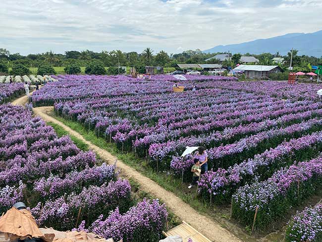 I Love Flower Farm