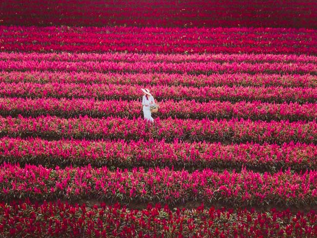 I Love Flower Farm