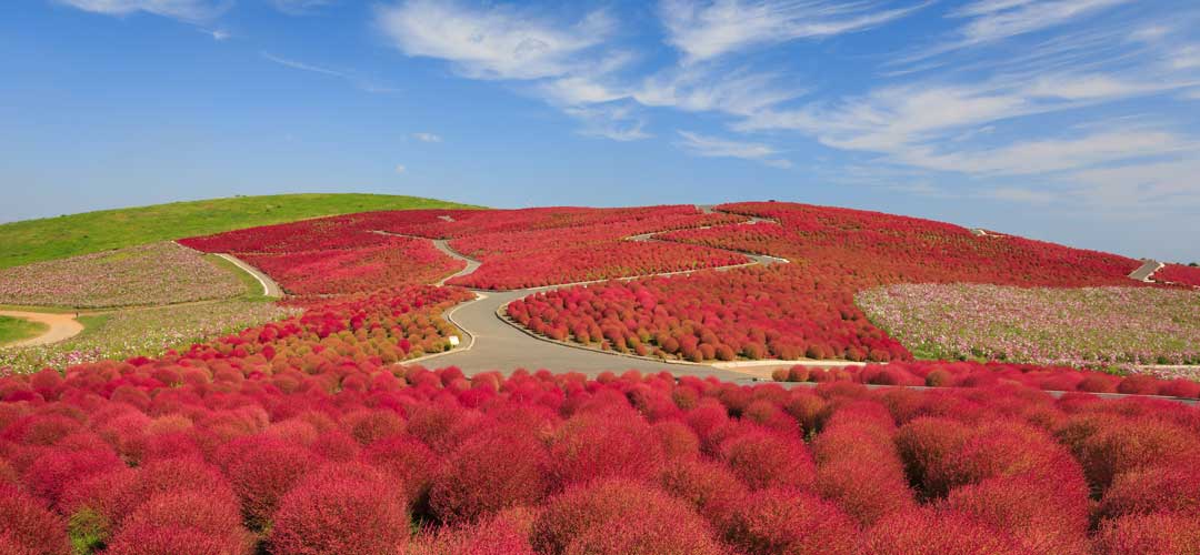 THE COLORS OF JAPANESE FLOWERS - COSMOS & KOCHIA คอสมอส และโคเชีย