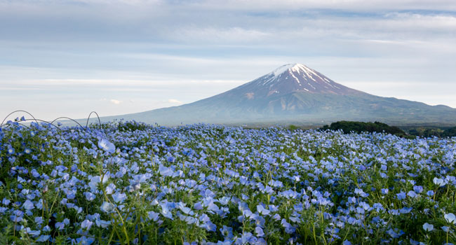 THE COLORS OF JAPANESE FLOWERS - NEMOPHILA เนโมฟีลา