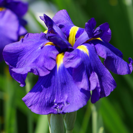 THE COLORS OF JAPANESE FLOWERS - IRIS ไอริส